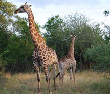 Giraffes at Lion Sands Game Reserve // © 2010 Janeen Christoff Giraffes at Lion Sands Game Reserve // © 2010 Janeen Christoff